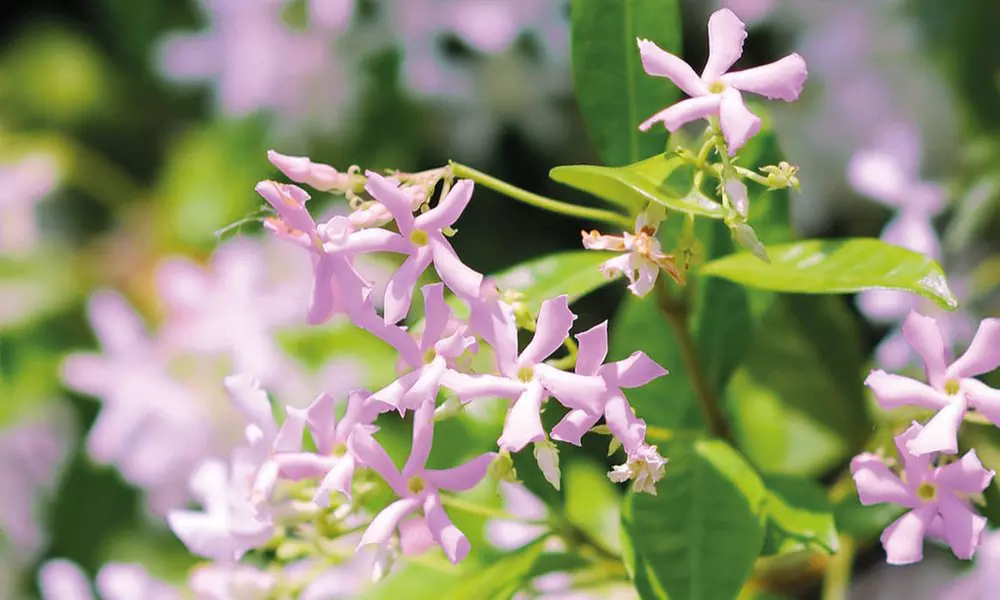 Climbing Scented Star Jasmine Potted Plants