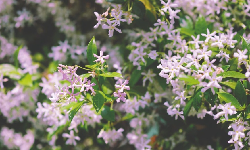 Image 4: Jasmine Trio Collection - 1 or 3 Potted Plants