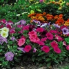 Image 3: Pack of 15 Garden Ready Mixed Variety Petunia Plants