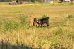 Odkryj sielski świat zwierząt: bilety do mini zoo dla 1, 2, 3 lub 4 osób na Ranczu Urzecze (do -29%) - Image 4