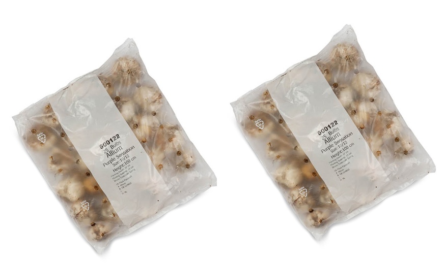 Image 5: 25 or 50 Allium 'Purple Sensation' Bulbs – Vibrant Spring Blooms