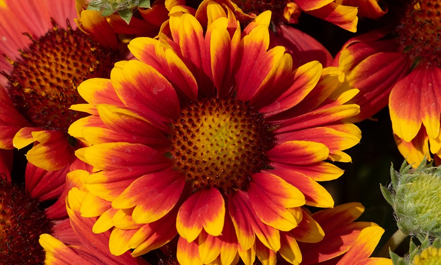 Image 3: YouGarden Premium Blanket Flower Collection