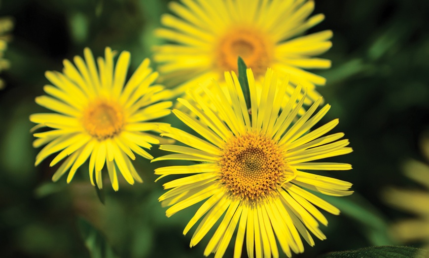 Image 8: Up to 72 Hardy Mixed Perennial Plants