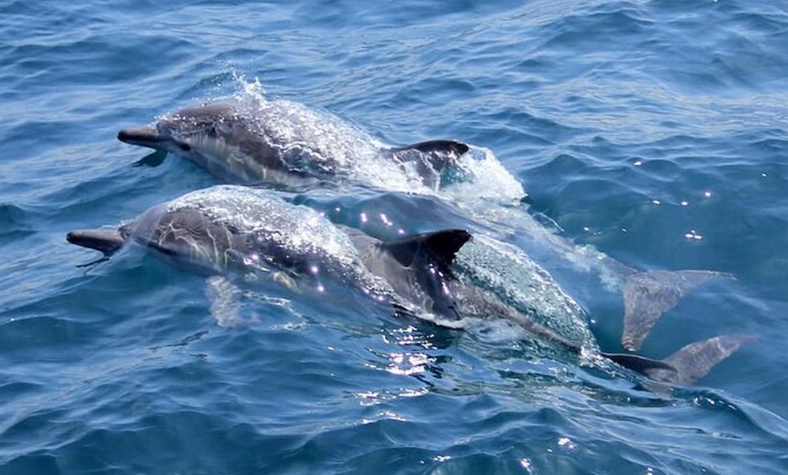 Image 4: 120-Min Noosa Whale / Dolphin Watching Experience for 1 Adult or Child