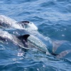 Image 4: 120-Min Noosa Whale / Dolphin Watching Experience for 1 Adult or Child