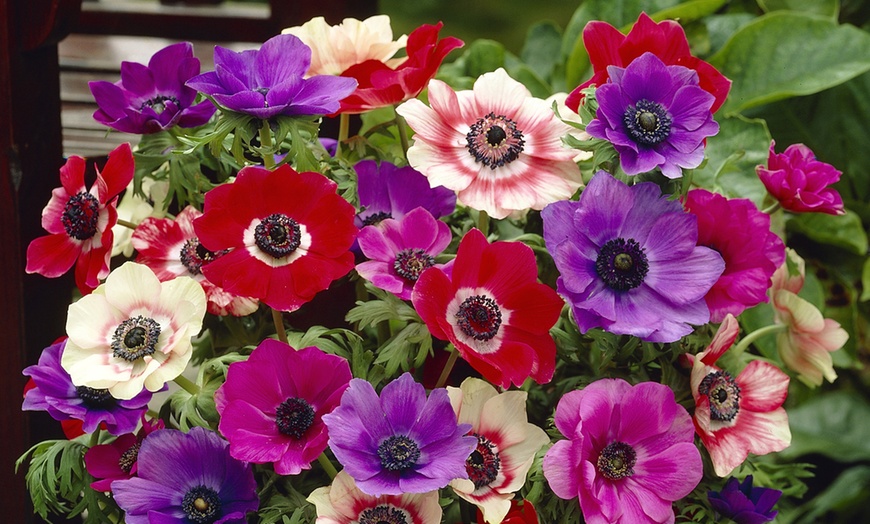 Image 2: 75- or 150 Bulbs of Anemone De Caen Mixed