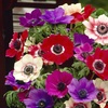 Image 2: 75- or 150 Bulbs of Anemone De Caen Mixed