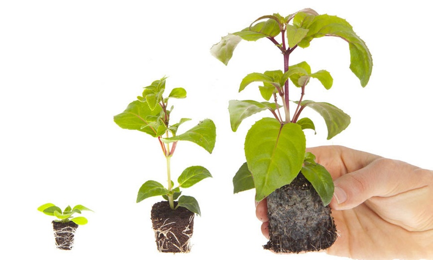 Image 6: Busy Lizzie 'Beacon' Garden-Ready Plants