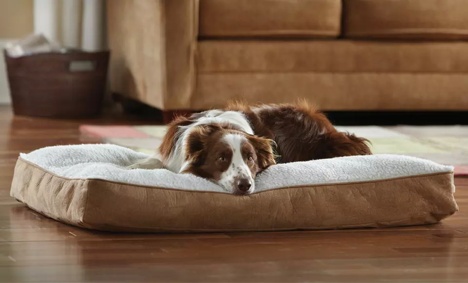 $29 for an Animal Planet Large Sherpa Bed ($49.99 List Price). Free Shipping and Free Returns. - Primary Image