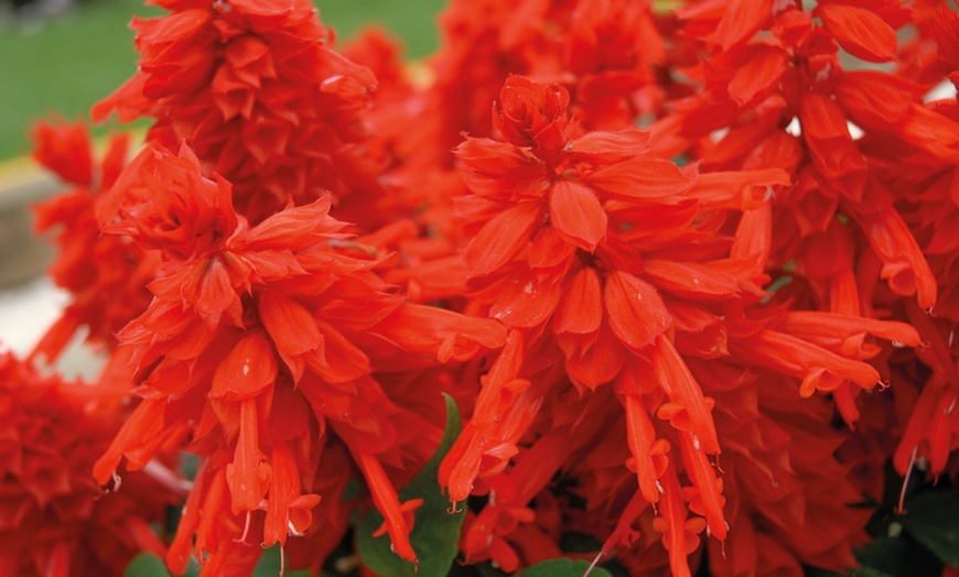 Image 21: 15 Mixed Garden Ready Summer Bedding Plant Collection