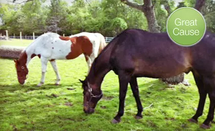 $10 Donation for Water Source for Animal Sanctuary - Primary Image