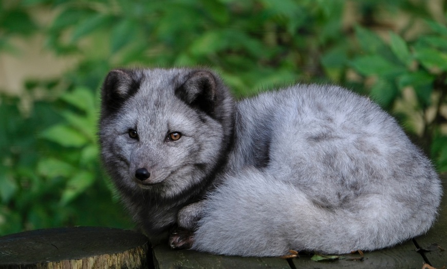 Image 8: Level up As A Wildlife Nerd at Dudley Zoo and Castle Entry