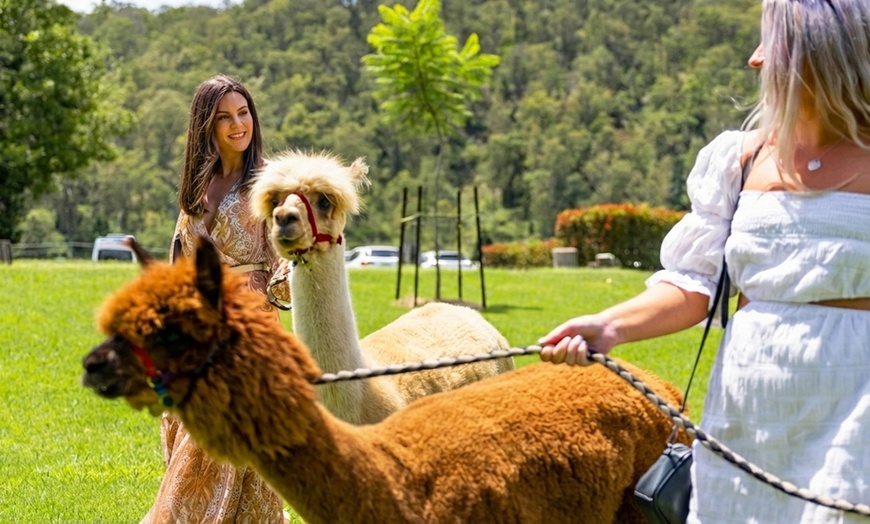 Image 5: 30-Min Alpaca VIP Experience: Alpaca w/ Lanyard & $5 Voucher for 1-6