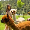 Image 5: 30-Min Alpaca VIP Experience: Alpaca w/ Lanyard & $5 Voucher for 1-6