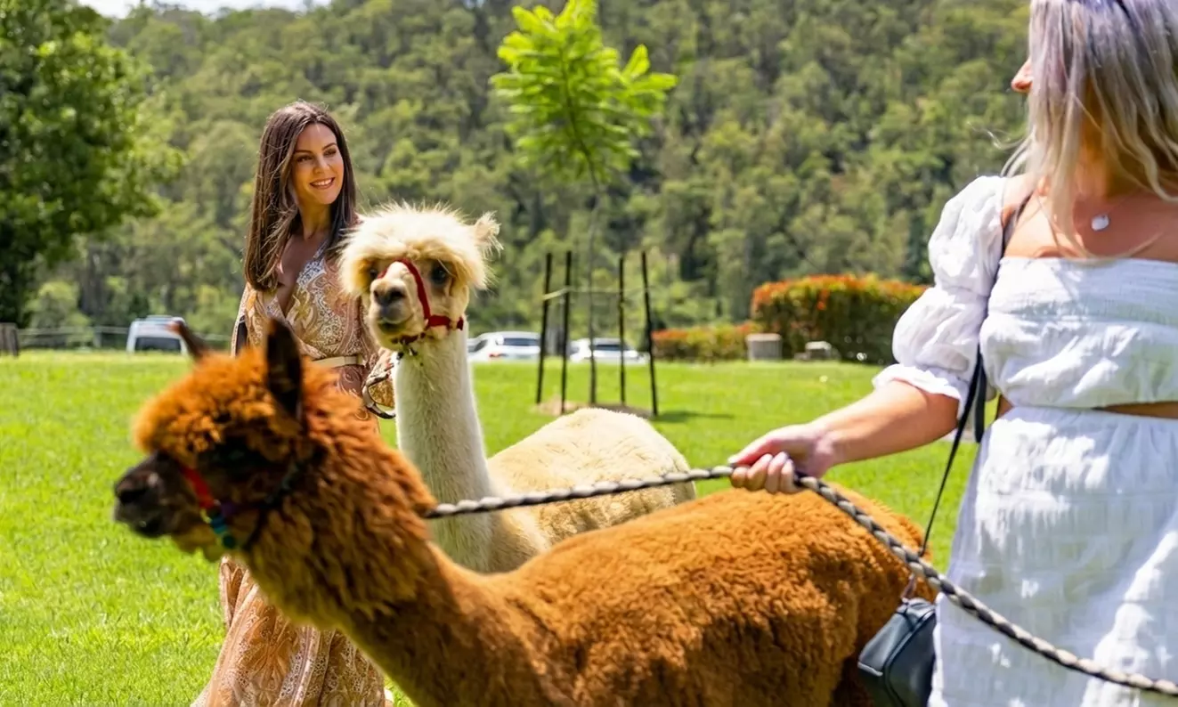 30-Min Alpaca VIP Experience: Alpaca w/ Lanyard & $5 Voucher for 1-6