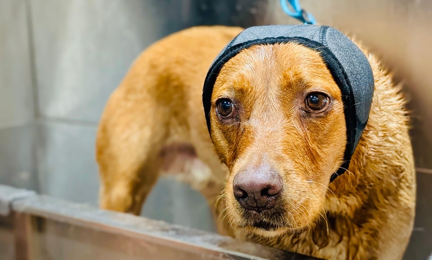 Image 11: Dog Swim Sessions or Deluxe Grooming Packages for All Breeds