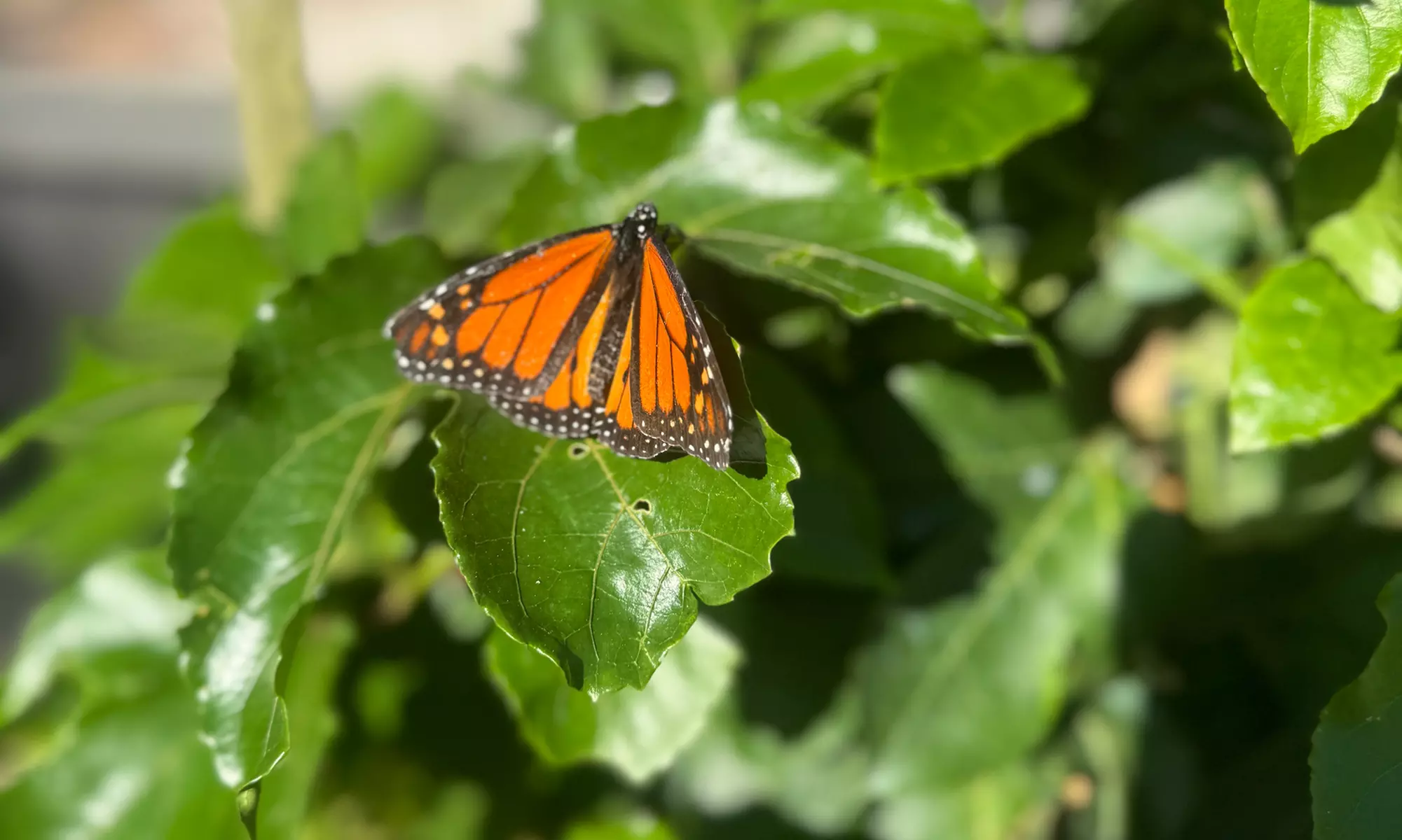 Up to 30% Off on Museum at Calusa Nature Center and  Planetarium