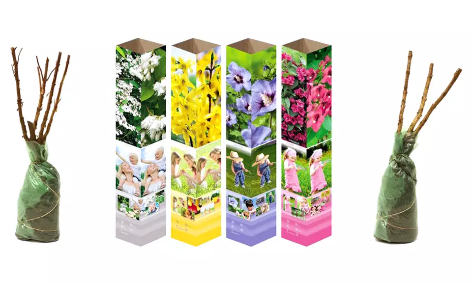 Lot de 4 ou 8 arbustes ornementaux XL différents