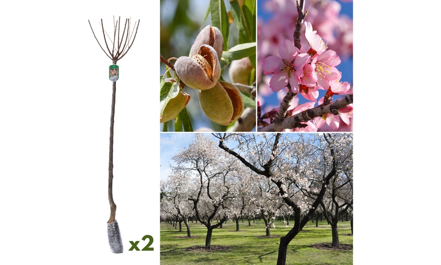 Image 2: 1, 2 o 4 piante di Mandorlo Prunus Triloba XXL