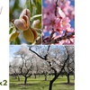 Image 2: 1, 2 o 4 piante di Mandorlo Prunus Triloba XXL