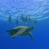 Image 1: Small Group Guided Turtle Snorkel in Waikiki (16-person max)