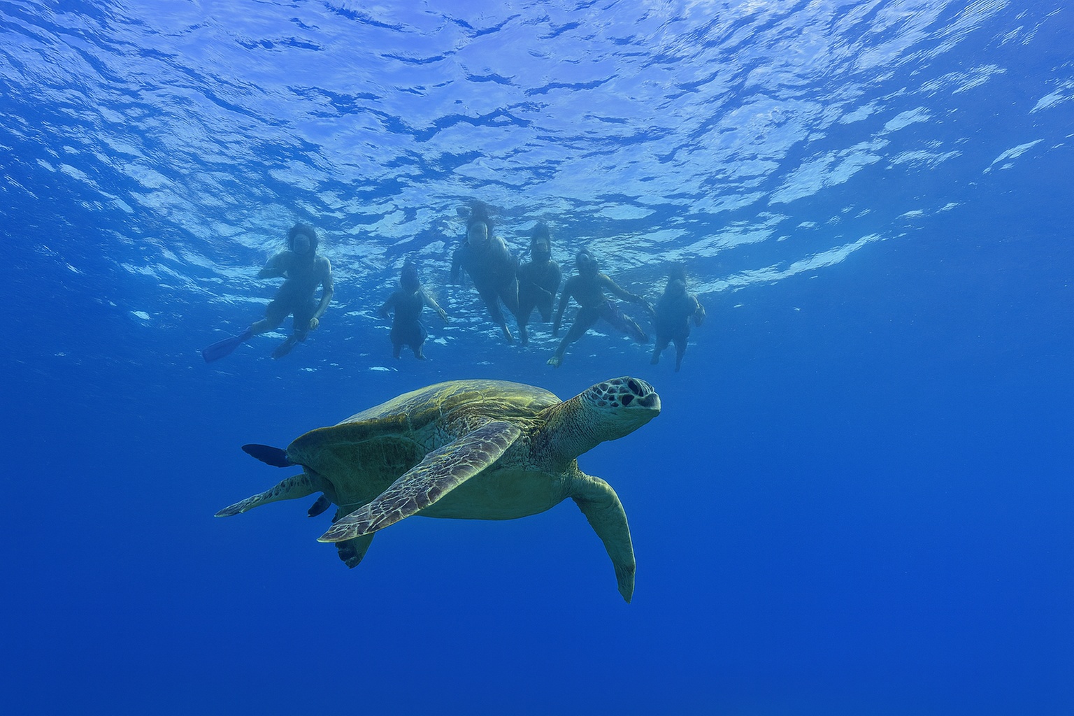 Guided Green Turtle Snorkel in Crystal Clear Hawaiian Waters
