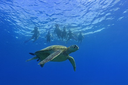 Two-Hour Waikiki Whale Watching Adventure - Hawaii Ocean Charters - Honolulu, HI