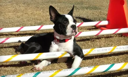 $15 for $30 Worth of Pet-Resort Services at Above and Beyond Pet Care Hospital - Primary Image