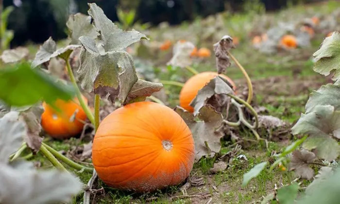 Family Fun Package at the Farm with Hayride, Corn Maze, Games & More