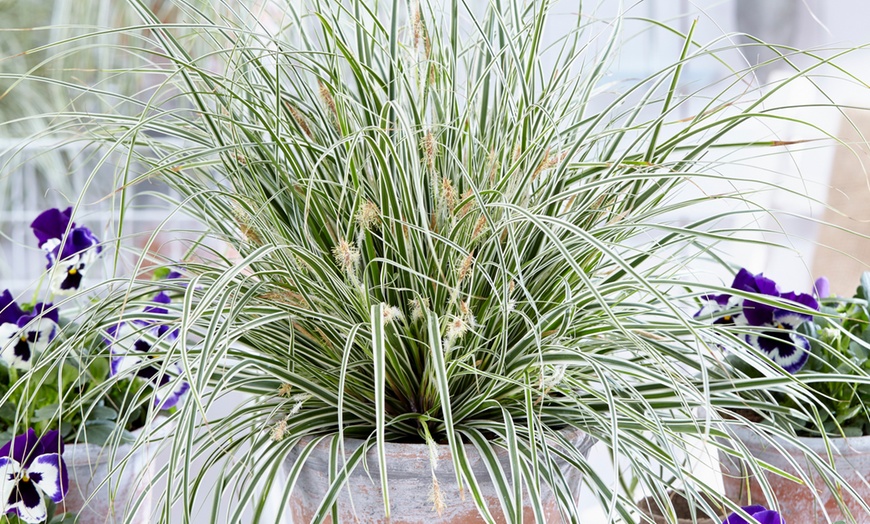 Image 1: Carex Morrowii Ornamental Grass