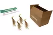 White Feather Trimmed Hosta Bare Roots (2-, 4-, 8-Pack With Planting Tool) - Second Medium