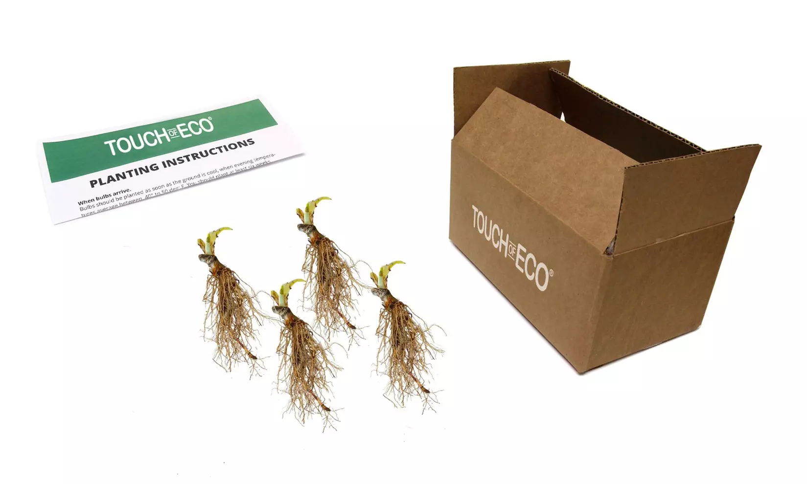 White Feather Trimmed Hosta Bare Roots (2-, 4-, 8-Pack With Planting Tool)