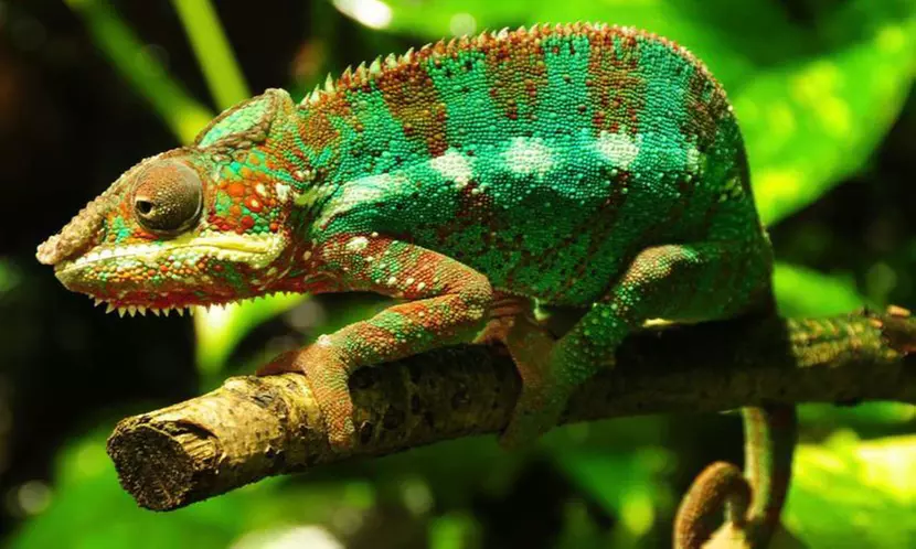 Up to 14% Off on Zoo / Animal Park at Get To Know Animals