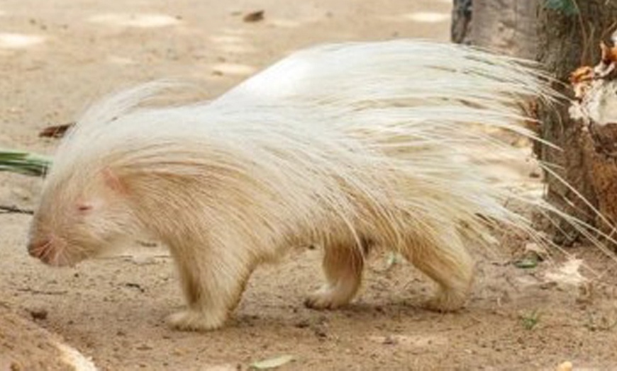 Image 10: Entradas al Zoo de Lillo para 2 adultos, 2 adultos y 1 niño o 2 niños