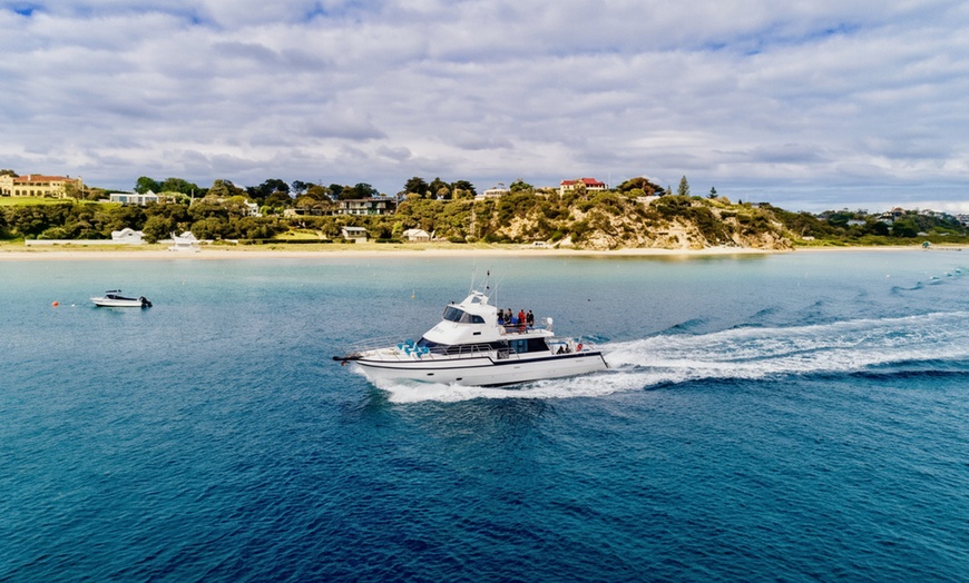 Image 9: 1.5-Hour Wildlife Adventure Cruise or 2-Hour Snorkel with Seals