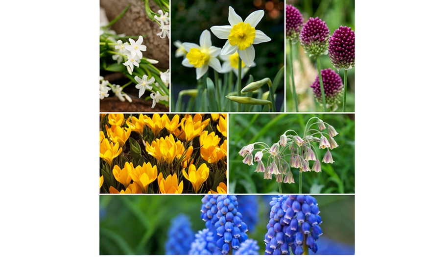 Image 1: 50x Sweets for Insects Blumenzwiebel-Mischung