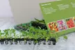 Lobelia Ultra Cascade Mix - 12, 30 or 60 Plug Plants - Image 6