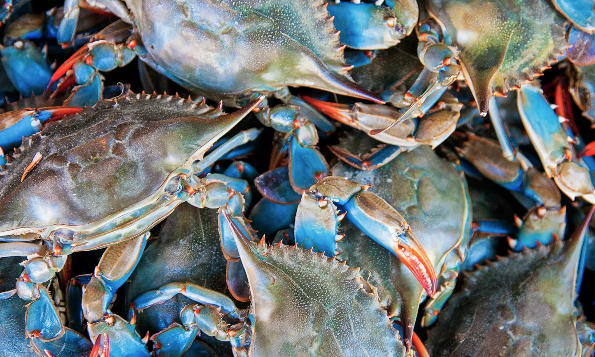 Home-Delivered Crabs and Fresh Seafood from Chesapeake Crab Connection (Half Off). Two Options Available. - Primary Image