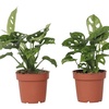 Image 5: Lot de 2 plantes Monstera Minima ou Monkey-Mask