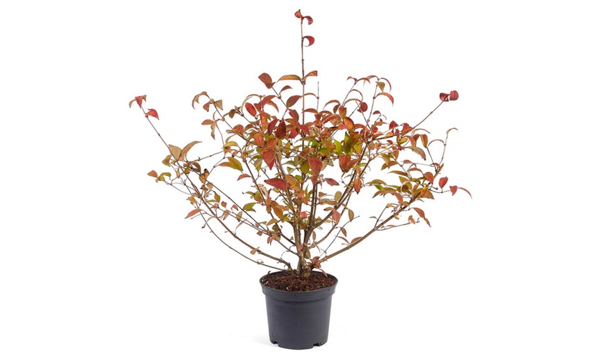 Image 5: Viburnum plicatum 'Kilimanjaro Sunrise'