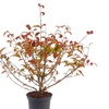Image 5: Viburnum plicatum 'Kilimanjaro Sunrise'