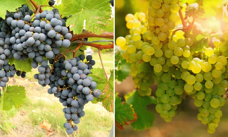 Image 1: 1, 2 or 3 Potted Fruit Plant Collections