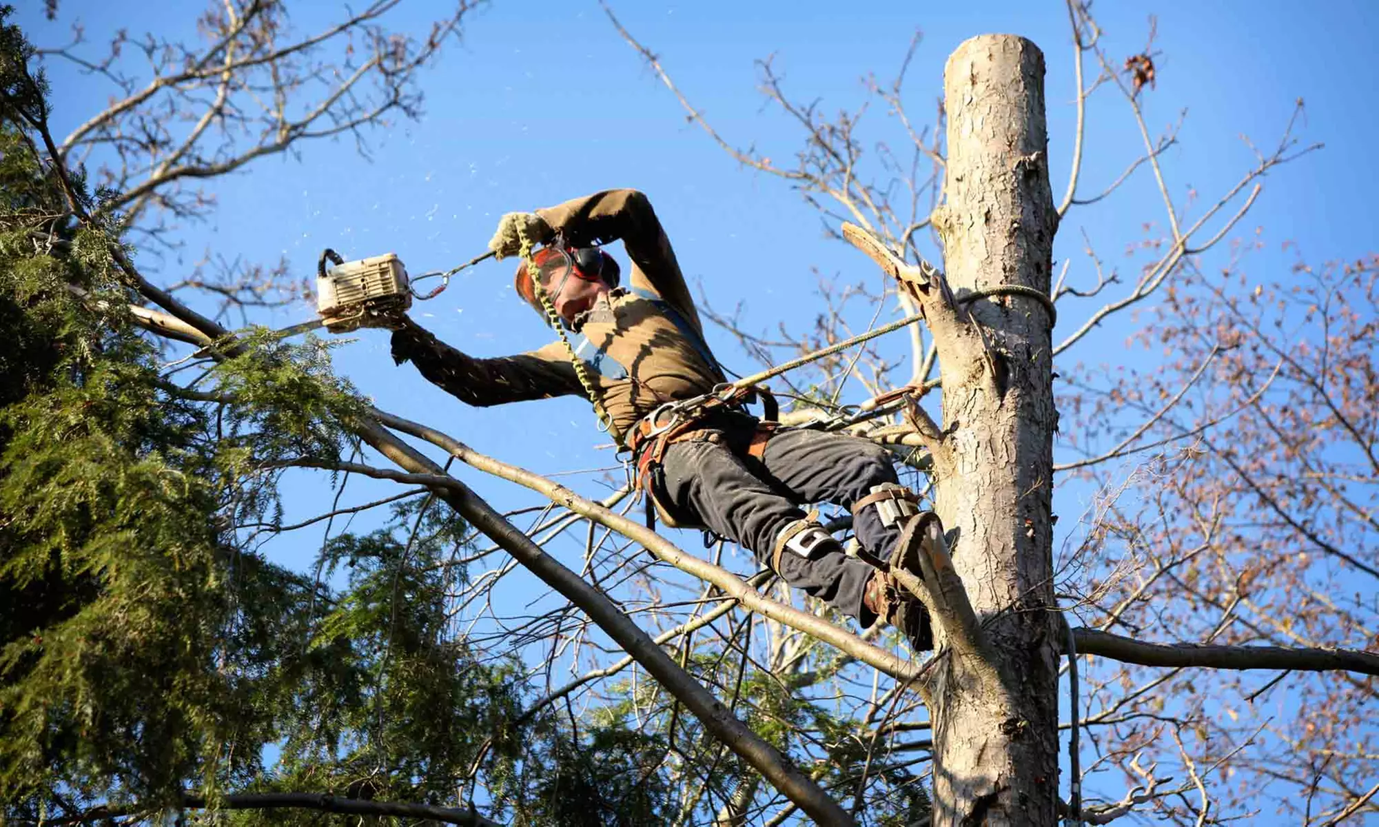Three Man-Hours of Tree Trimming and Removal from Monster Tree Service (67% Off) - Primary Image