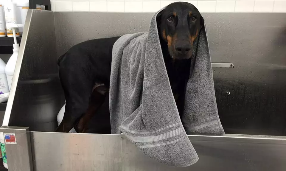 Self-Serve Dog Washes at Purely Pets (Up to 60% Off)  - Primary Image
