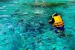Enjoy Hawaii Island And Ocean Tours' One-Week Rental of Snorkel Gear, Wetsuit, Surf Board & More, Up To 73% Off - Second Medium