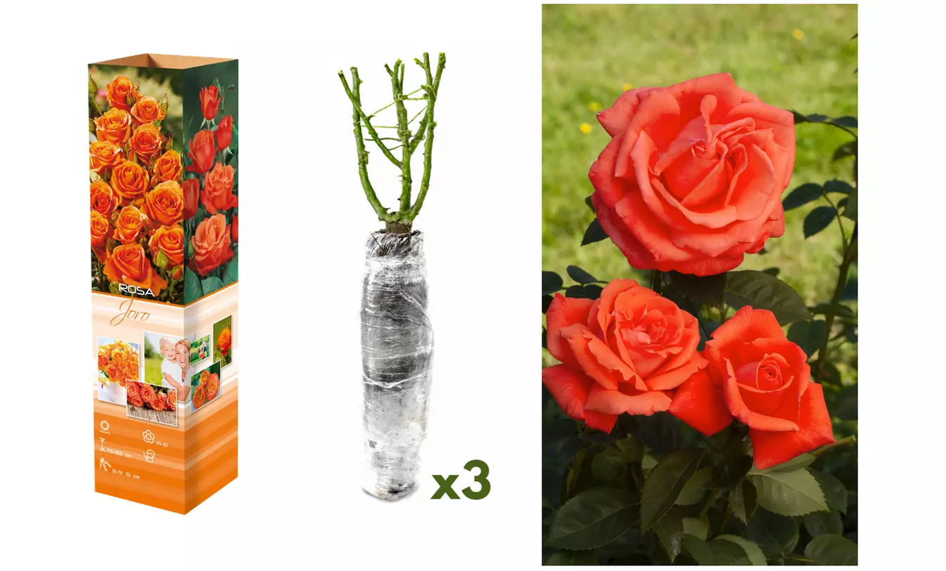 Set van 3 of 6 grootbloemige rozen