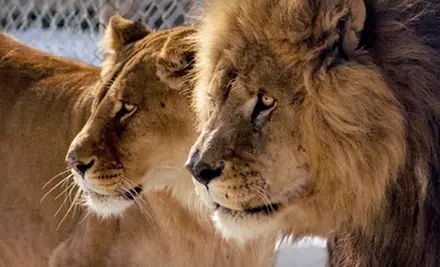 Two-Hour Guided Public Wild-Animal Tour for One or Four at Conservators' Center in Burlington (Up to 54% Off) - Primary Image