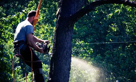 $99 for Three Man-Hours of Tree or Brush Removal from Woodsmen Brush and Tree LLC ($225 Value) - Primary Image