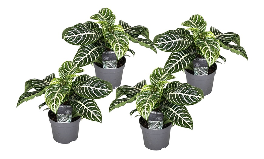 Image 4: Rootz Aphelandra Botanica Zebra plant