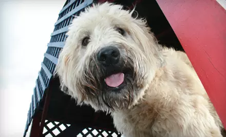 Two or Three Nights of Boarding for a Small or Large Dog at VIPuppy Spa in Summit (Up to 58% Off) - Primary Image